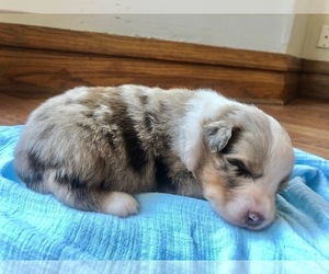 Australian Shepherd Puppy for sale in ROBERTS, IL, USA