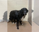 Small #6 Border Collie