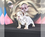 Small Photo #12 English Bulldog Puppy For Sale in SAN ANTONIO, TX, USA