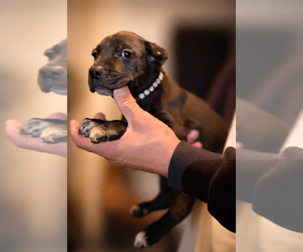 Medium Photo #22 Cane Corso Puppy For Sale in ANDERSON, IN, USA
