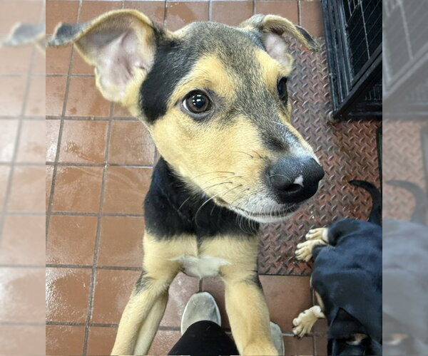 Medium Photo #3 Labrador Retriever-Unknown Mix Puppy For Sale in Jefferson, NJ, USA