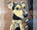 Small #2 Labrador Retriever Mix