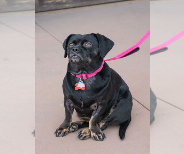 Medium Photo #11 Pug-Unknown Mix Puppy For Sale in Lake Forest, CA, USA