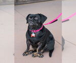Small #10 Pug Mix
