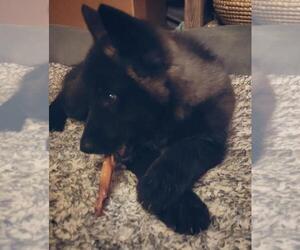 Wolf Hybrid Puppy for sale in LIVERMORE, CO, USA