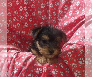 Yorkshire Terrier Puppy for sale in PATERSON, NJ, USA