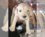 Small Photo #64 English Cream Golden Retriever Puppy For Sale in VACAVILLE, CA, USA