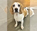 Small #2 Bagle Hound