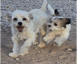**LOLA - Read Bio Below - Female Shih-Poo Dog for Adoption - Photo #4