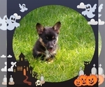 Small Photo #29 Pembroke Welsh Corgi-Scottish Terrier Mix Puppy For Sale in GREELEY, CO, USA