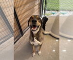 Small German Shepherd Dog Mix