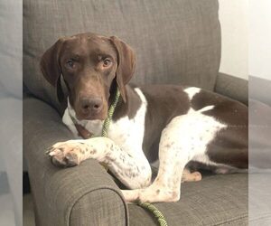 German Shorthaired Pointer Dogs for adoption in Menlo Park, CA, USA