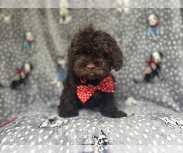 Medium Photo #7 ShihPoo Puppy For Sale in LAKELAND, FL, USA