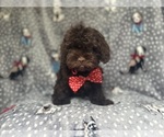 Small #6 ShihPoo