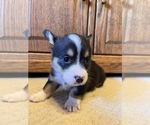 Small #3 Pembroke Welsh Corgi