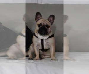 French Bulldog Puppy for sale in CLERMONT, FL, USA