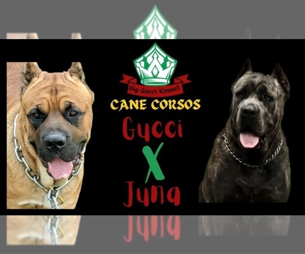 Medium Photo #7 Cane Corso Puppy For Sale in DANVILLE, IL, USA