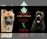 Small #6 Cane Corso