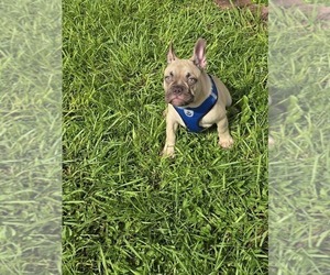 French Bulldog Puppy for sale in NORTH PORT, FL, USA