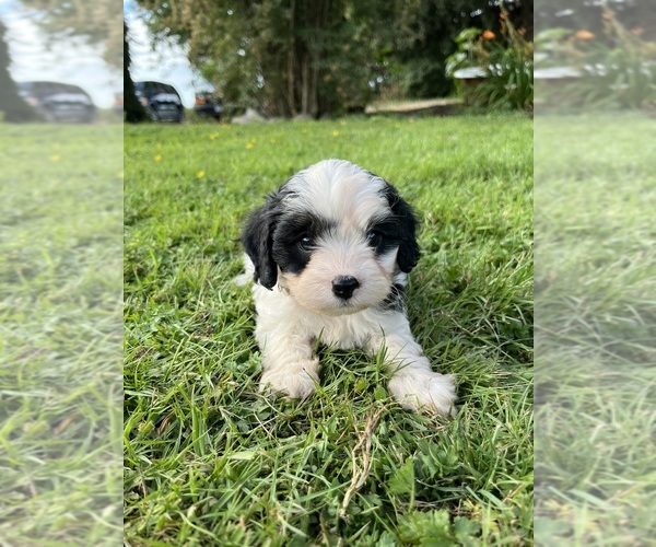 Medium Photo #3 Cavapoo Puppy For Sale in OLYMPIA, WA, USA