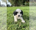 Small #2 Cavapoo