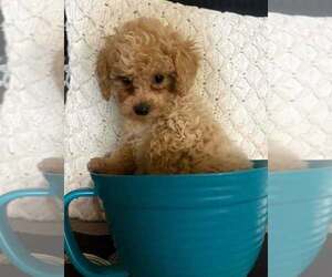 Morkie Poo (Toy) Puppy for sale in DUNNELLON, FL, USA
