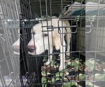 Small #4 Great Pyrenees-Retriever  Mix