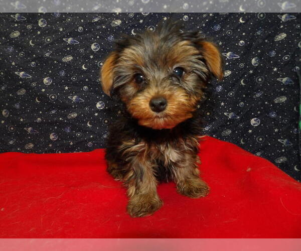 Medium Photo #26 Yorkshire Terrier Puppy For Sale in PATERSON, NJ, USA