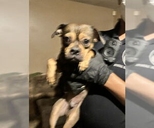 Mutt Dogs for adoption in Stockton, CA, USA
