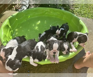 Boston Terrier Puppy for sale in LUCEDALE, MS, USA