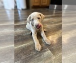 Small #36 Labrador Retriever