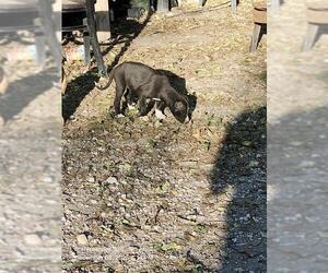Boxer-Unknown Mix Dogs for adoption in San Antonio, TX, USA