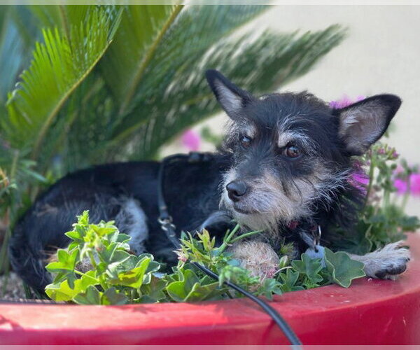 Medium Photo #5 Dachshund-Miniature Schnauzer Mix Puppy For Sale in Chino Hills, CA, USA