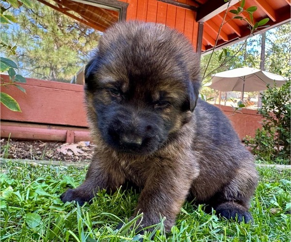 Medium Photo #26 German Shepherd Dog Puppy For Sale in MARIPOSA, CA, USA