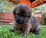 Small Photo #26 German Shepherd Dog Puppy For Sale in MARIPOSA, CA, USA