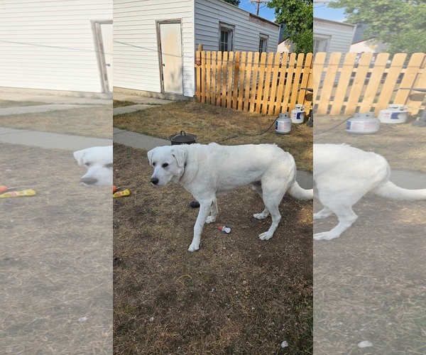 Medium Photo #1 - Mix Puppy For Sale in Bountiful, UT, USA