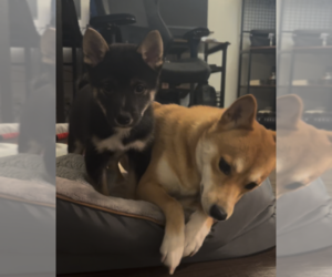 Shiba Inu Puppy for sale in LOS ANGELES, CA, USA