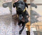 Small #3 Labrador Retriever Mix