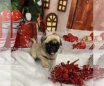 Small Photo #11 Pug Puppy For Sale in PEMBROKE PINES, FL, USA