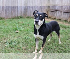 Mutt Dogs for adoption in Jackson, MS, USA