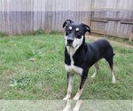 Small #1 Mutt