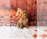 Puppy Nico Cavapoo