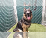 Small German Shepherd Dog