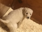 Small Photo #9 Goldendoodle Puppy For Sale in EASTON, MA, USA