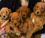 Small Poodle (Standard)