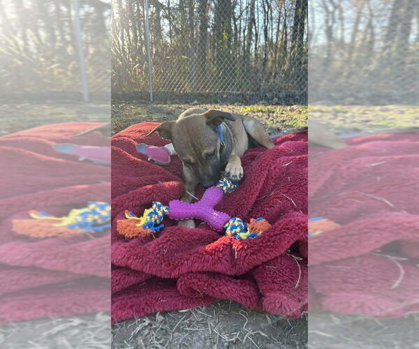 Medium Photo #2 Mountain Cur-Unknown Mix Puppy For Sale in Boston, MA, USA