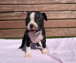 Small #5 Boston Terrier