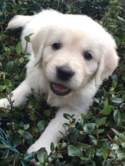 Golden Retriever Puppy for sale in LAKELAND, FL, USA