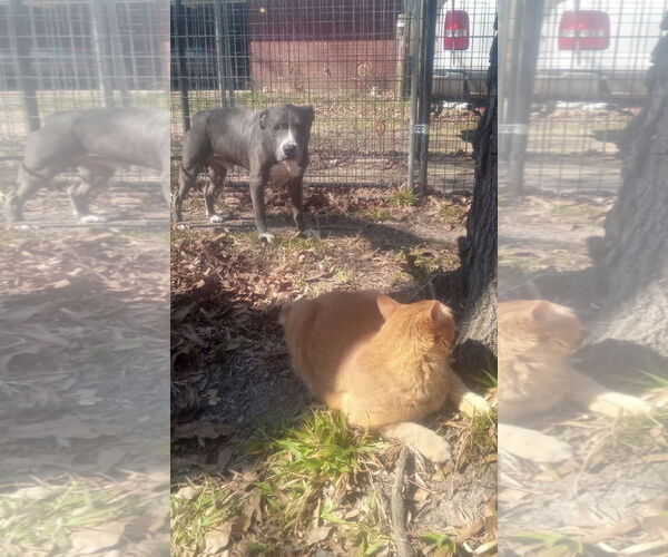 Medium Photo #2 American Pit Bull Terrier Puppy For Sale in Shreveport, LA, USA