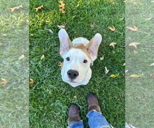 Sexy Dexy - Male American Pit Bull Terrier-Unknown Mix Dog for Adoption - Photo #2